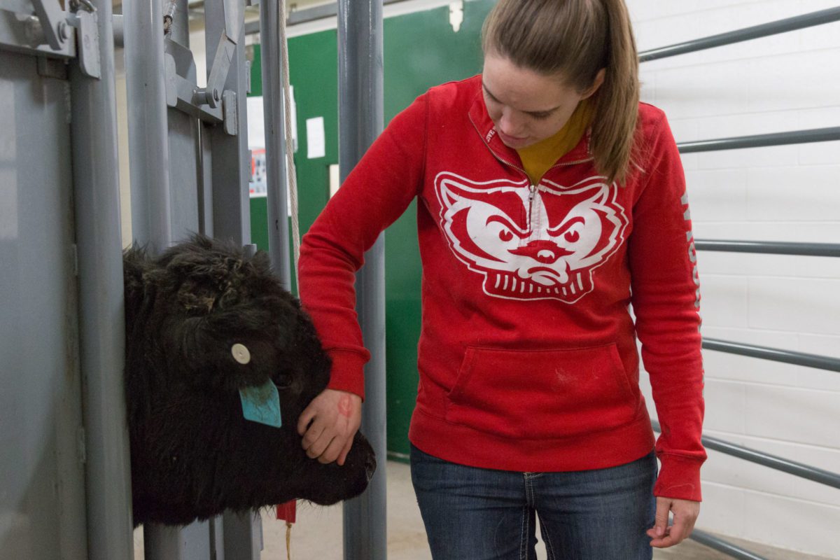 UW-Madison student touches a cow in the lifestock lab