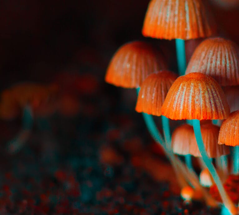 Pink and orange mushrooms