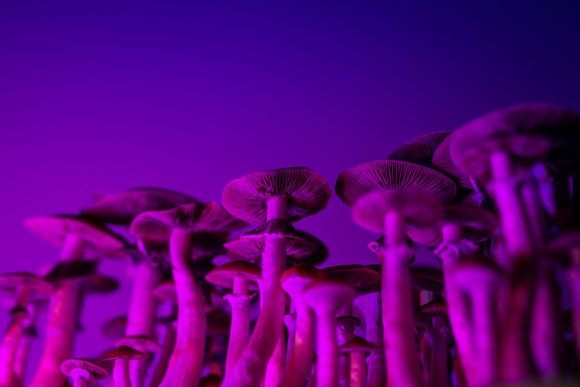 A cluster of mushrooms under purple light, showing gills and stems.
