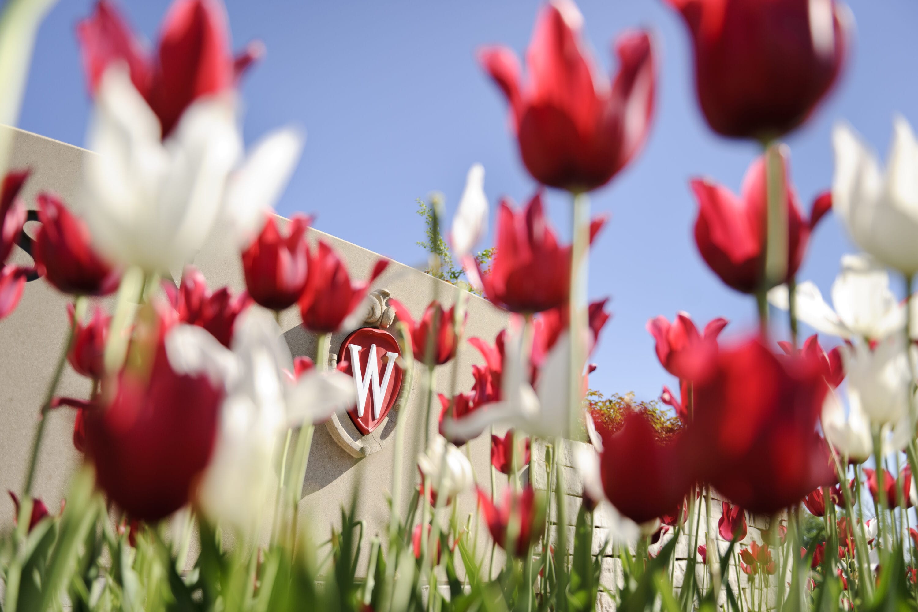 Flowering red and white tulips frame an ornate W crest icon that is a part of a landscaped roundabout at Observatory Drive and Walnut Street at the University of Wisconsin-Madison during spring.